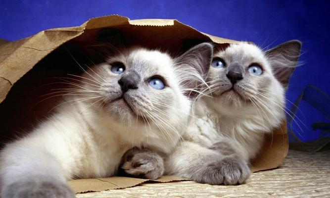 小猫咪的奇妙经历（遇见它，改变了我的生活）