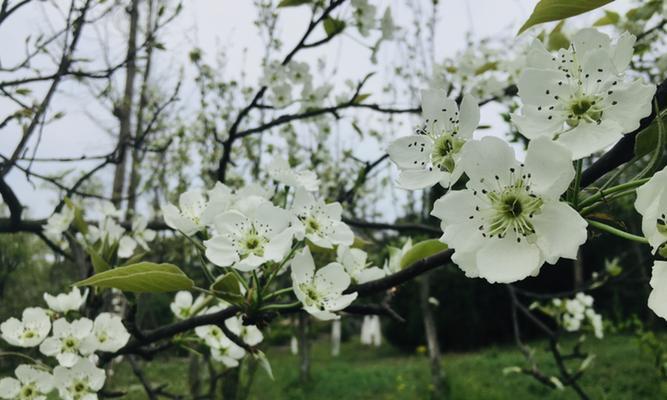 春日峥嵘——以惜春，赞春，赏春，读春