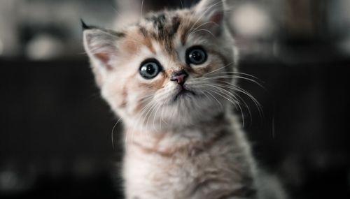 小猫咪的奇幻冒险（一只可爱小猫咪的探险故事）