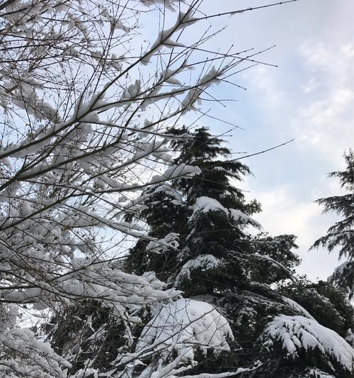 白雪初晨