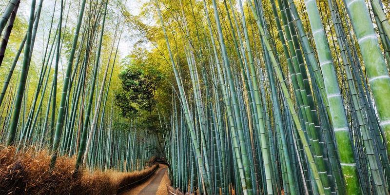 天然之美（探访自然的绝美风景）