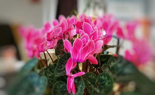 花开放的世界（一个人从迷茫到自由的故事）