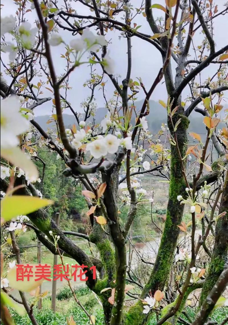 感恩大自然（探索大自然的美丽）