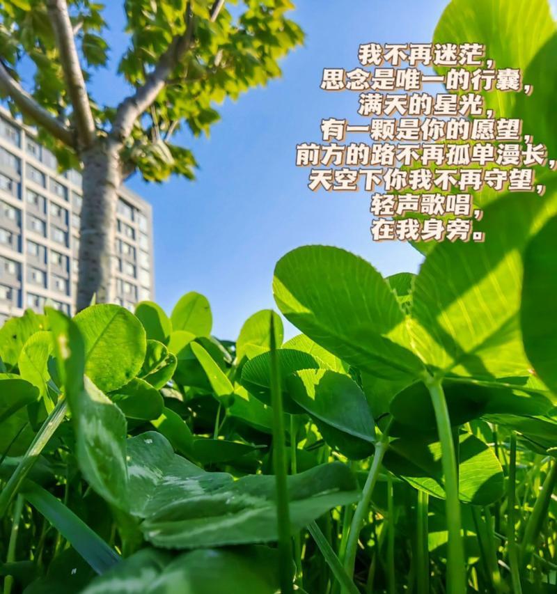 不再迷茫（从懵懂到明白）