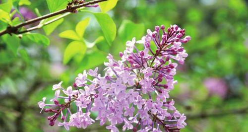 芳香与清新（一个关于故事、感受和生命的叙述）