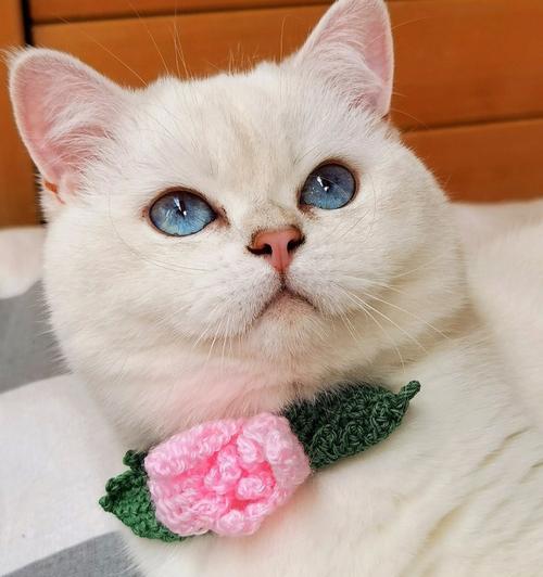 猫咪的乐园（一只可爱的猫咪和它的新伙伴）