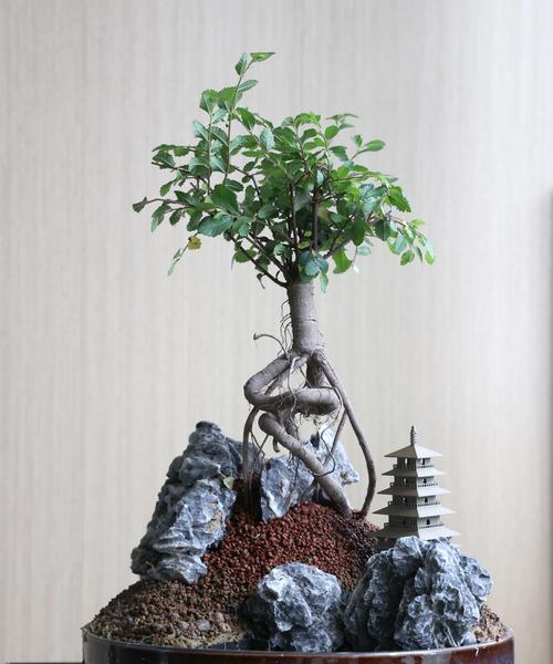 对比之美——两个人的不同命运（阳光与阴影，成功与挫折）