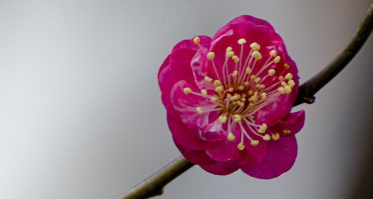 冬日里的笑容（一场风雪，一段相遇，一朵梅花）