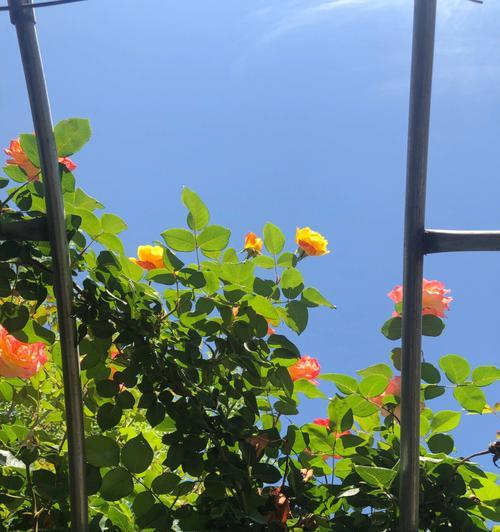 夏日的美好（记忆中的青春）