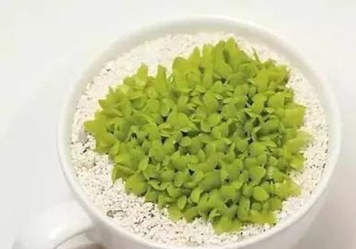播下美好的生活种子（以人物为主，讲述点滴生活中的美好变化）