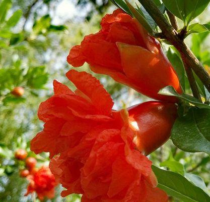 花农的故事（那些花儿，那些人）
