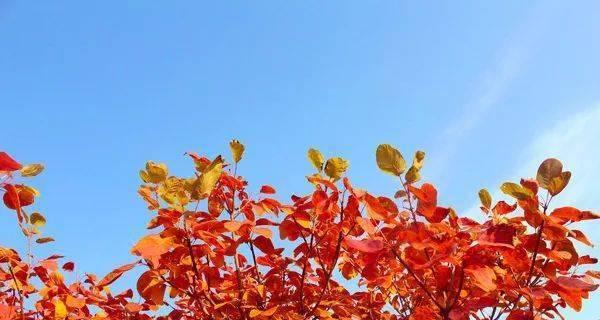 柳暗花明（从挫折到蜕变）
