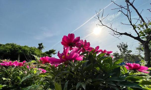生机勃勃的世界（在这个充满美丽的世界里，人们欢笑着生活）