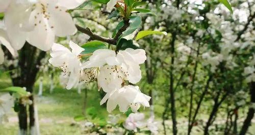 EmbracingSpring（HowOneWomanFoundHopeandNewBeginnings）
