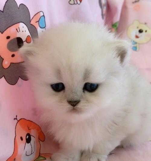 小猫咪的调皮冒险（一个充满好奇心的小猫咪在街头巷尾寻找冒险）