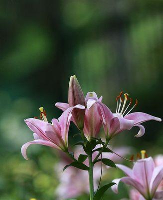 百合之爱