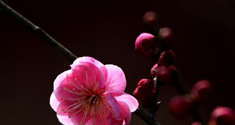 冬日梅花（雪后初开，一场春梦）