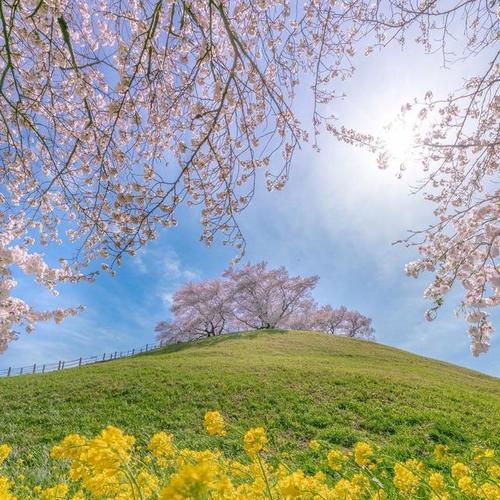 惊艳的美丽（花开时分）