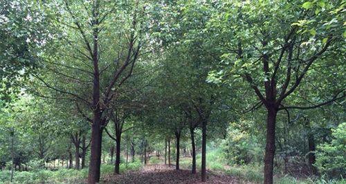 TheAwakeningoftheCamphorTree（AStoryofGrowthandReflection）