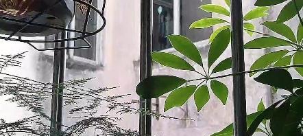 窗外的绿色世界（一个少女与窗外的相遇）
