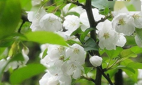 高歌春天（春色满园，唯我独尊）