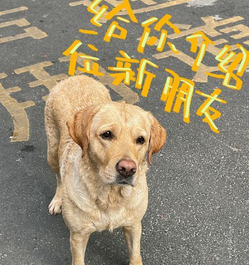 我爱小狗——一只毛茸茸的小天使（小狗陪伴我走过孤独和快乐的时光）