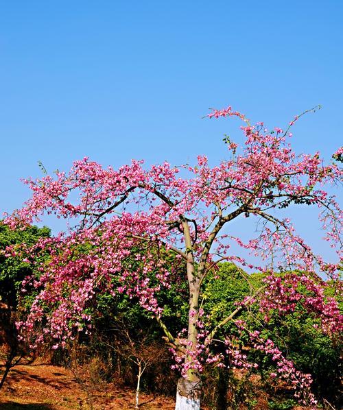 那年夏天，我在草原上看到了最美的风景（感受大自然的独特魅力）