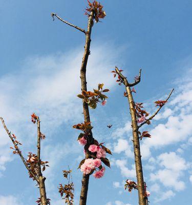 绵绵春光——草长莺飞（一个校园的春天）