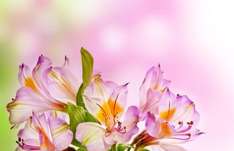 花开，人生绽放——记一位花艺师的成长历程