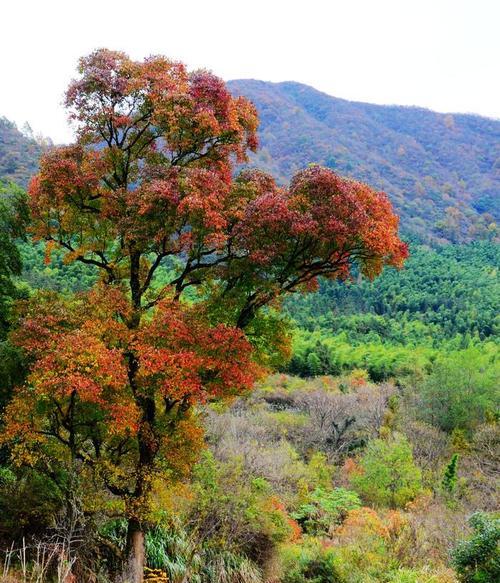 慢走江南，快乐心情（漫步江南，静享美景）