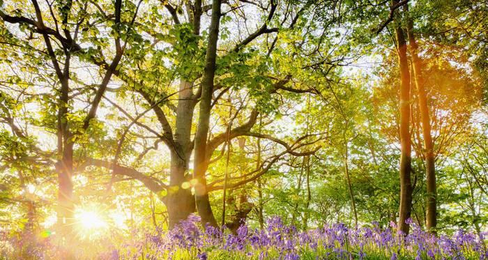 SpringintheForest（Astoryofrediscoveringnature）