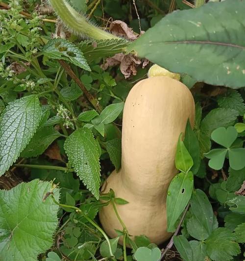 经历与幸福（一个拥有过往的女孩）