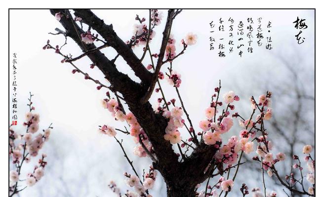 梅花情缘：一场寻找真爱的历程