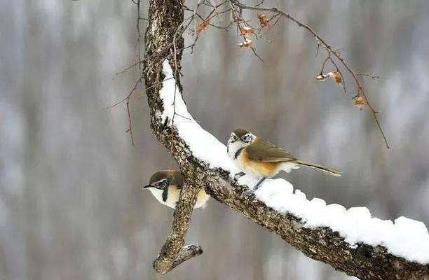 冬日飞雪，翩翩起舞（一场由雪花起舞的盛宴）