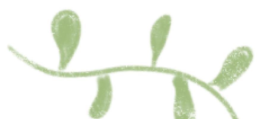 民族团结一家亲（猴子与熊猫的故事）