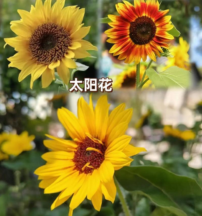 《寻找心中的那一抹太阳》