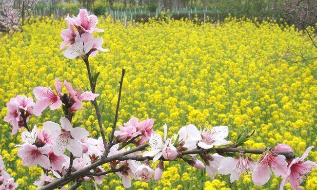 梦回桃花源（寻找心灵的归宿）