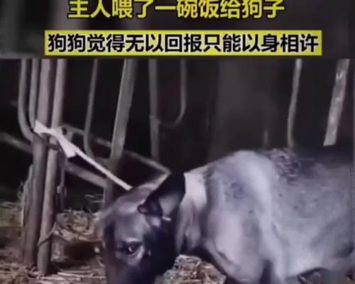 感恩之心，知恩图报（一个家庭故事）
