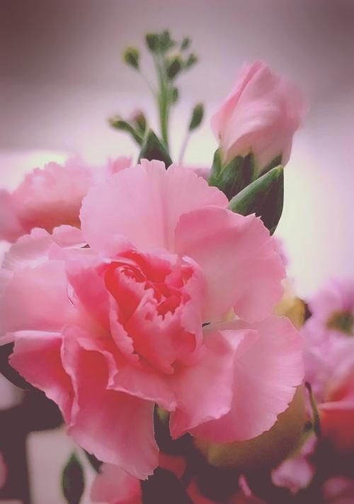 以你若花盛开，一切美好自然来（一位小医生的成长故事）