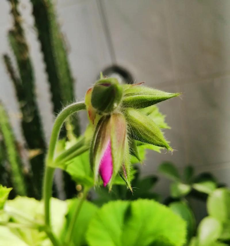 花开的声音（爱情与信念的故事）