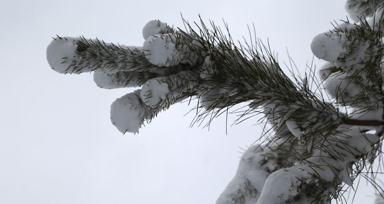 银色雪花（远方的寂静）