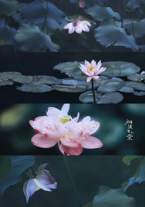 冬日欢乐——一位少年的冬日故事