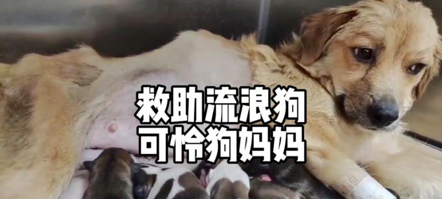 我和小狗的故事（一只孤独的小狗和一个温暖的人类）