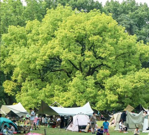 荒野中的希望（一个女孩的故事）