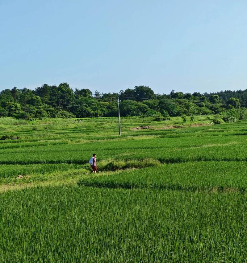 故乡夏日里的情感记忆（夏日故事）