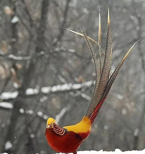 雪舞翩翩（冬日的故事）