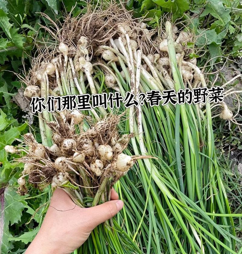 温暖的陪伴（一个孤独男孩与他的小伙伴）