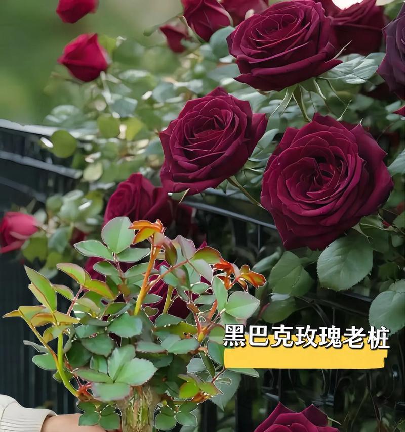 像玫瑰一样美丽（她的故事）