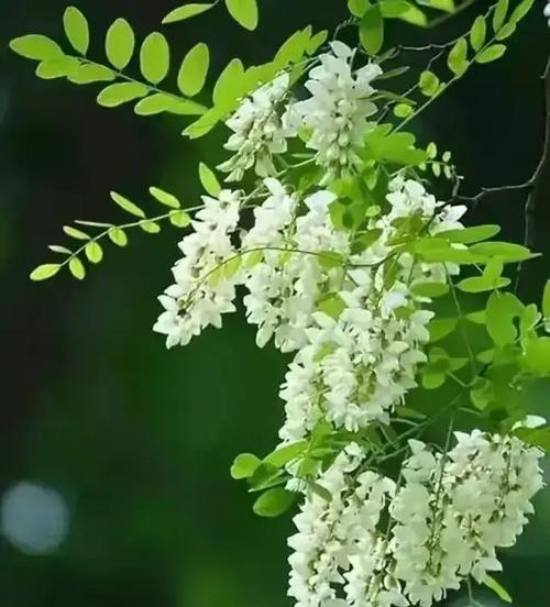 春日气息（一场别开生面的邂逅）