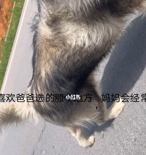 妈妈给我幸福的陪伴（爱，是妈妈最好的礼物）